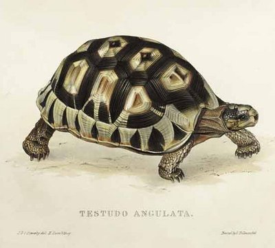 Testudo angulata de Edward Lear